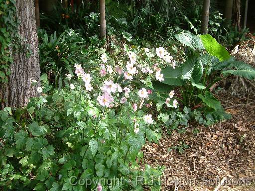 Anemones in shade 